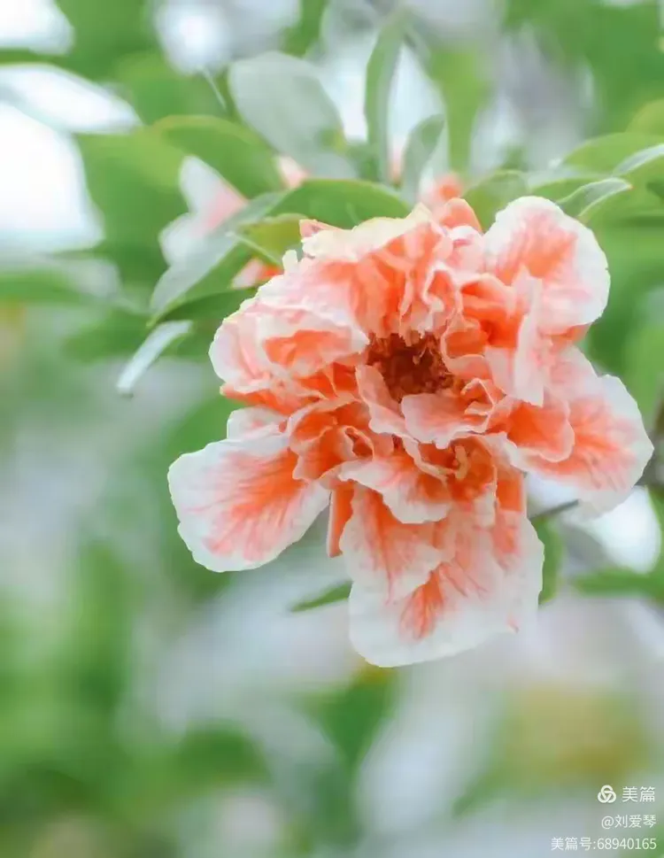 七绝一首:咏西安市花石榴花